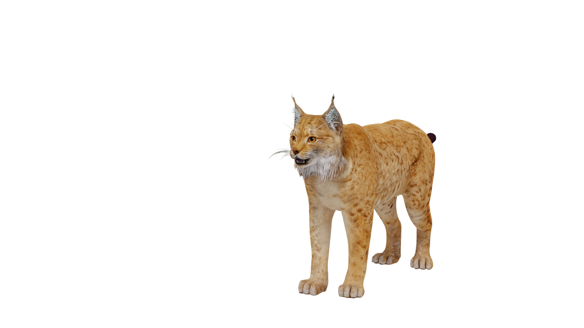 Carpathian Lynx Low-poly 3D model_45