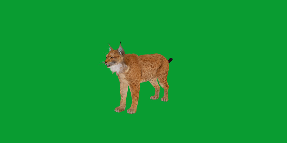 Carpathian Lynx Low-poly 3D model_27