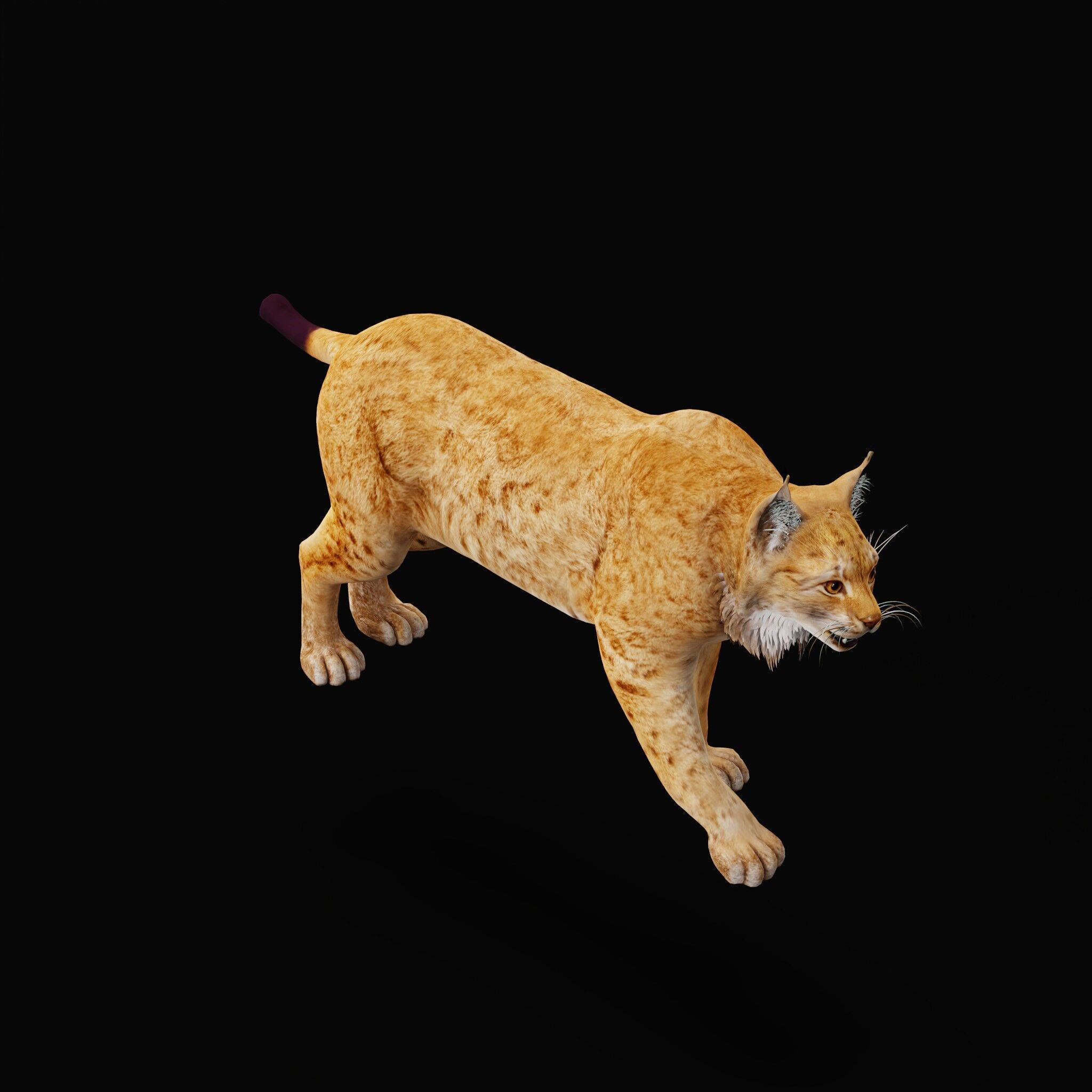 Carpathian Lynx Low-poly 3D model_57