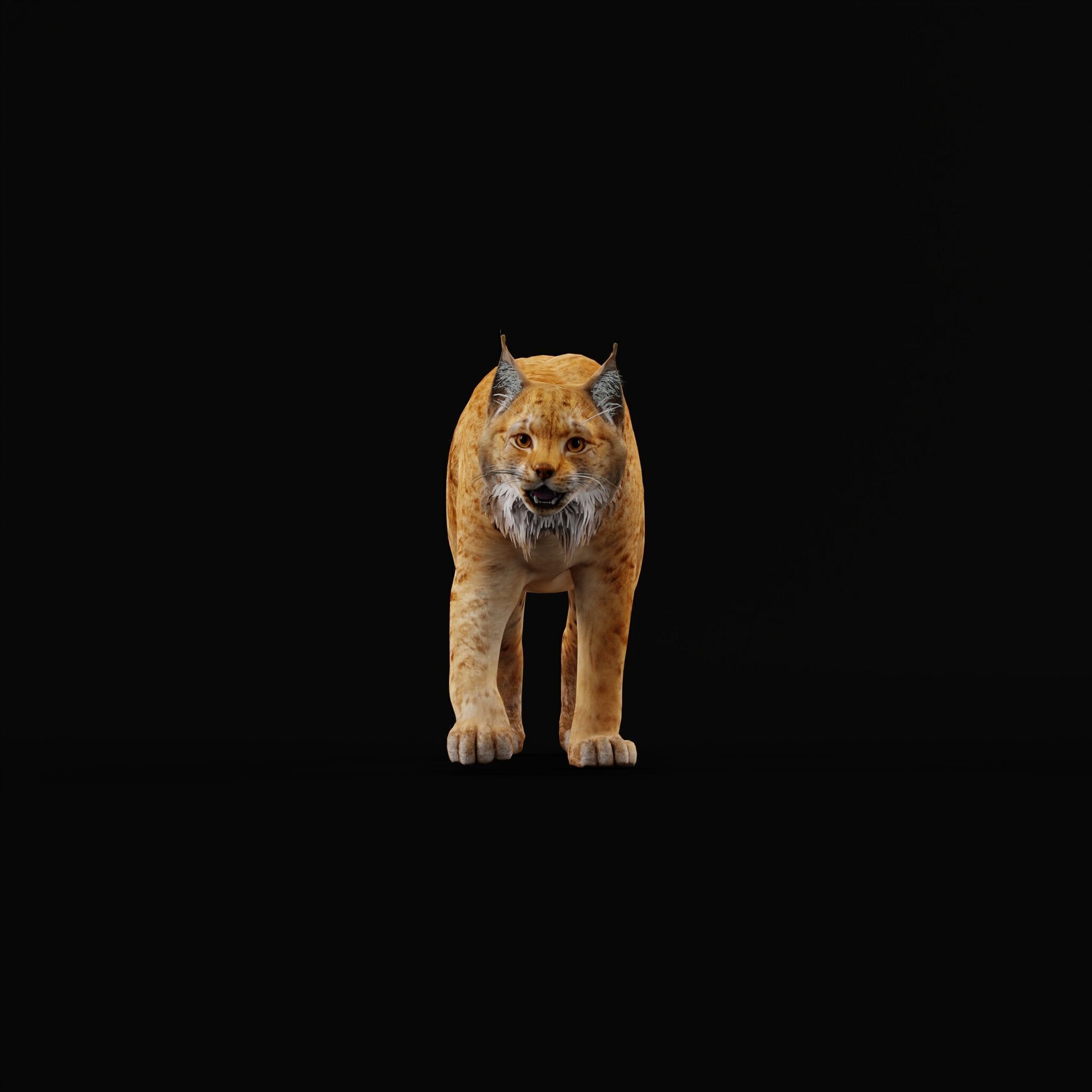 Carpathian Lynx Low-poly 3D model_55
