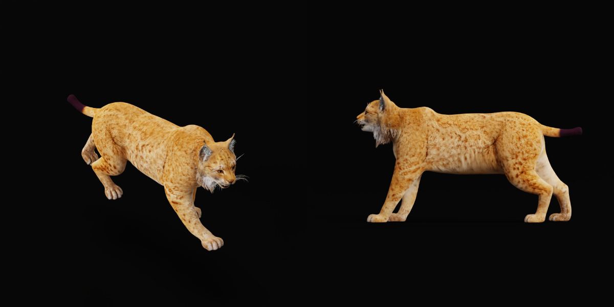 Carpathian Lynx Low-poly 3D model_8