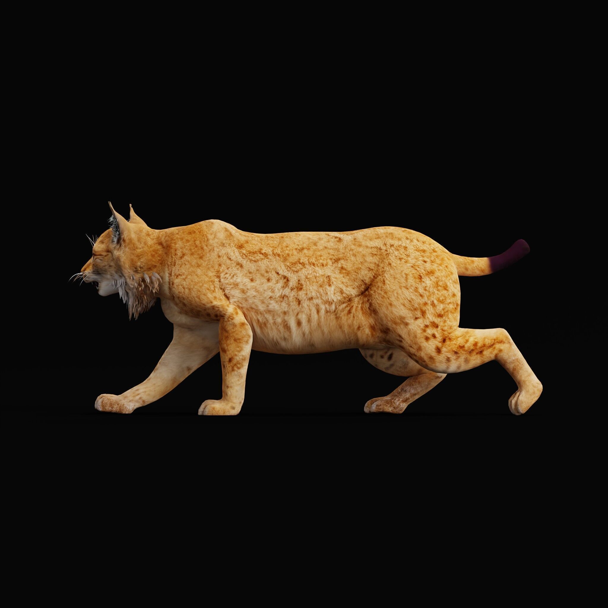 Carpathian Lynx Low-poly 3D model_58
