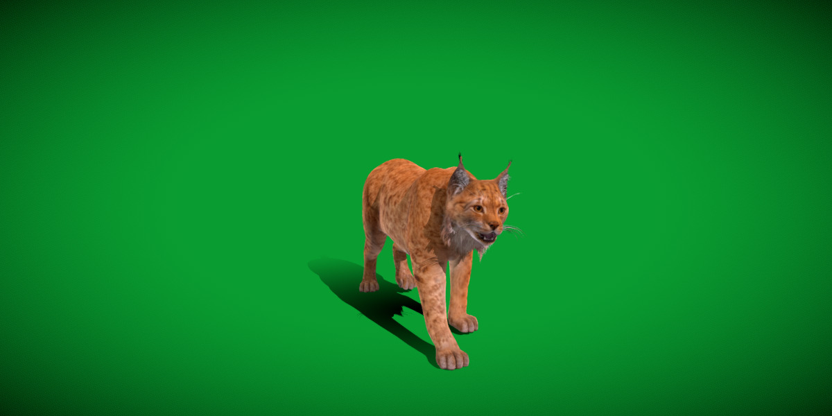Carpathian Lynx Low-poly 3D model_15