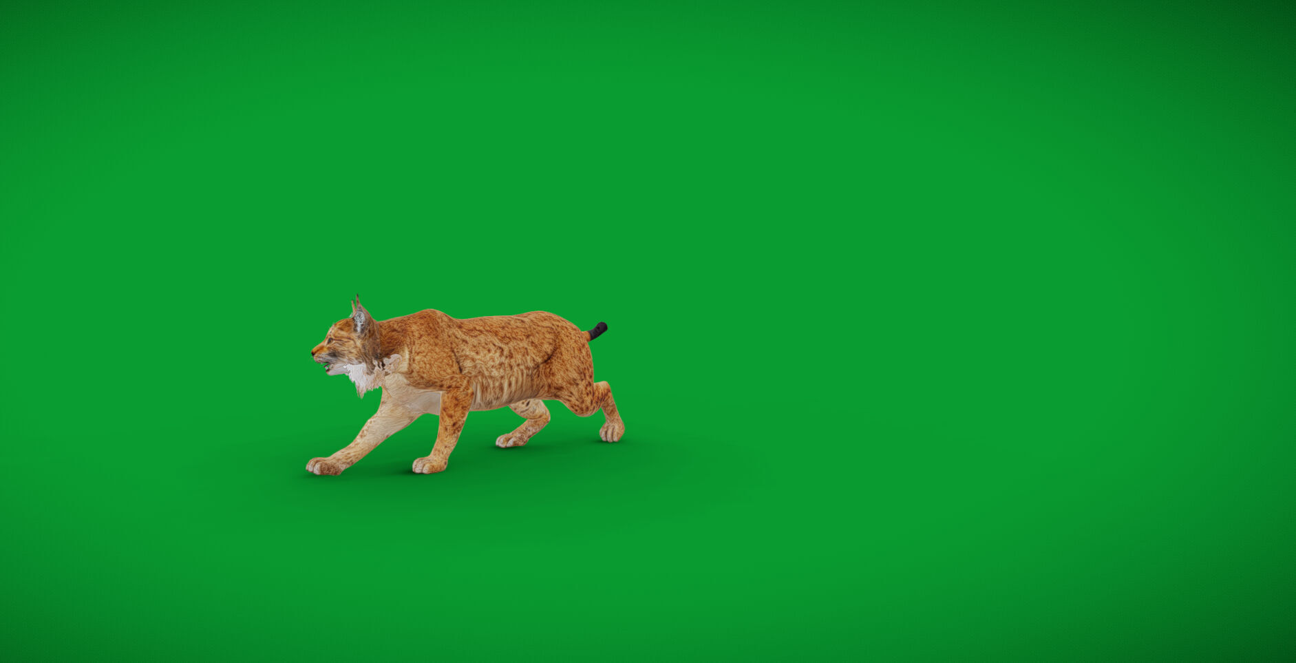 Carpathian Lynx Low-poly 3D model_62