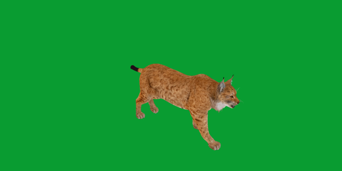 Carpathian Lynx Low-poly 3D model_24