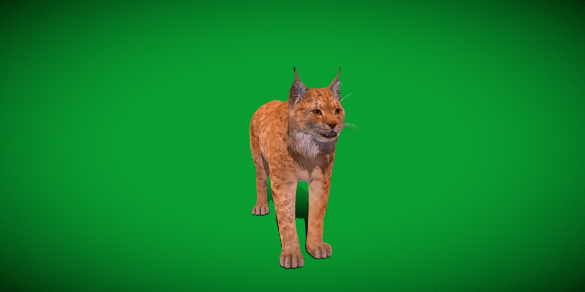 Carpathian Lynx Low-poly 3D model_18