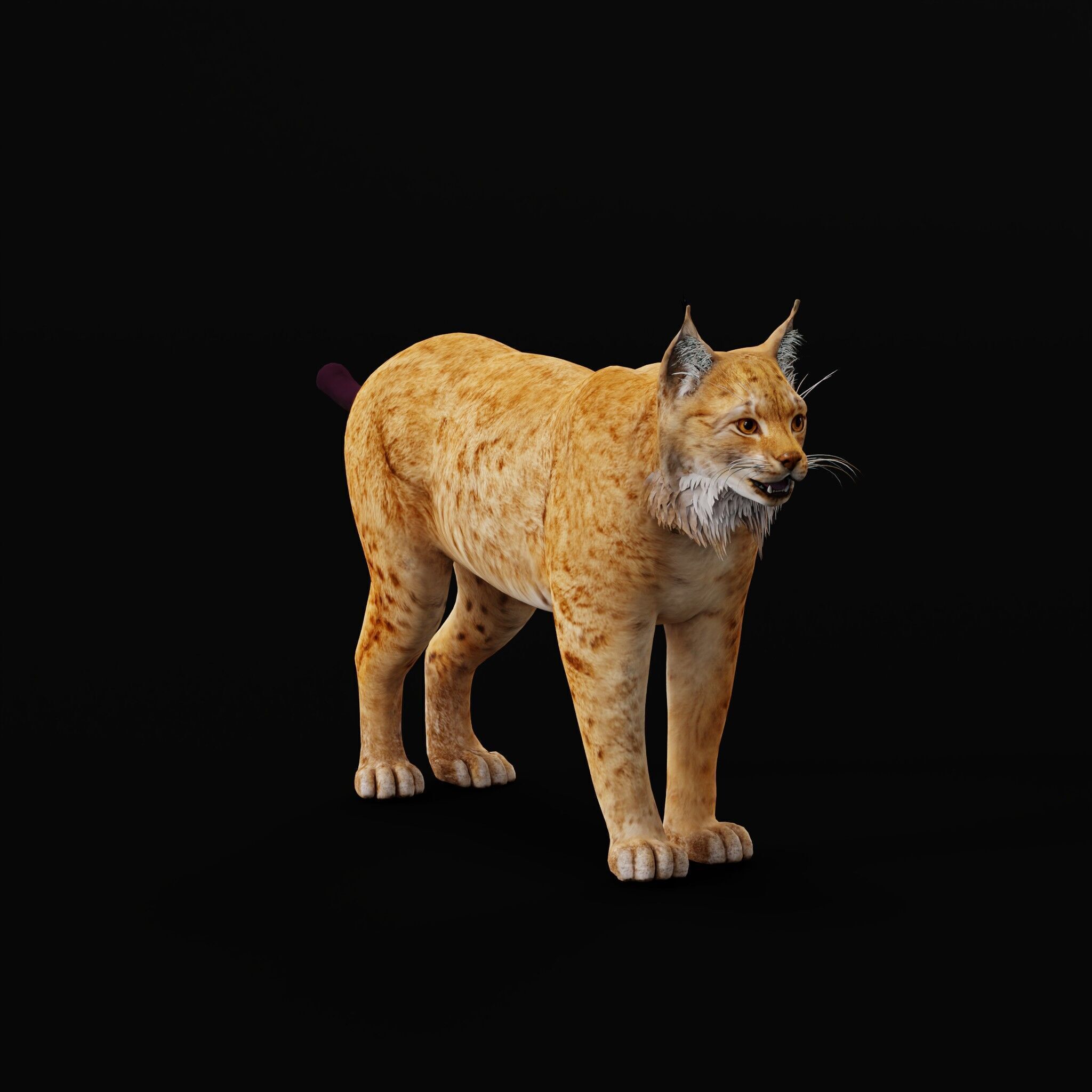 Carpathian Lynx Low-poly 3D model_60
