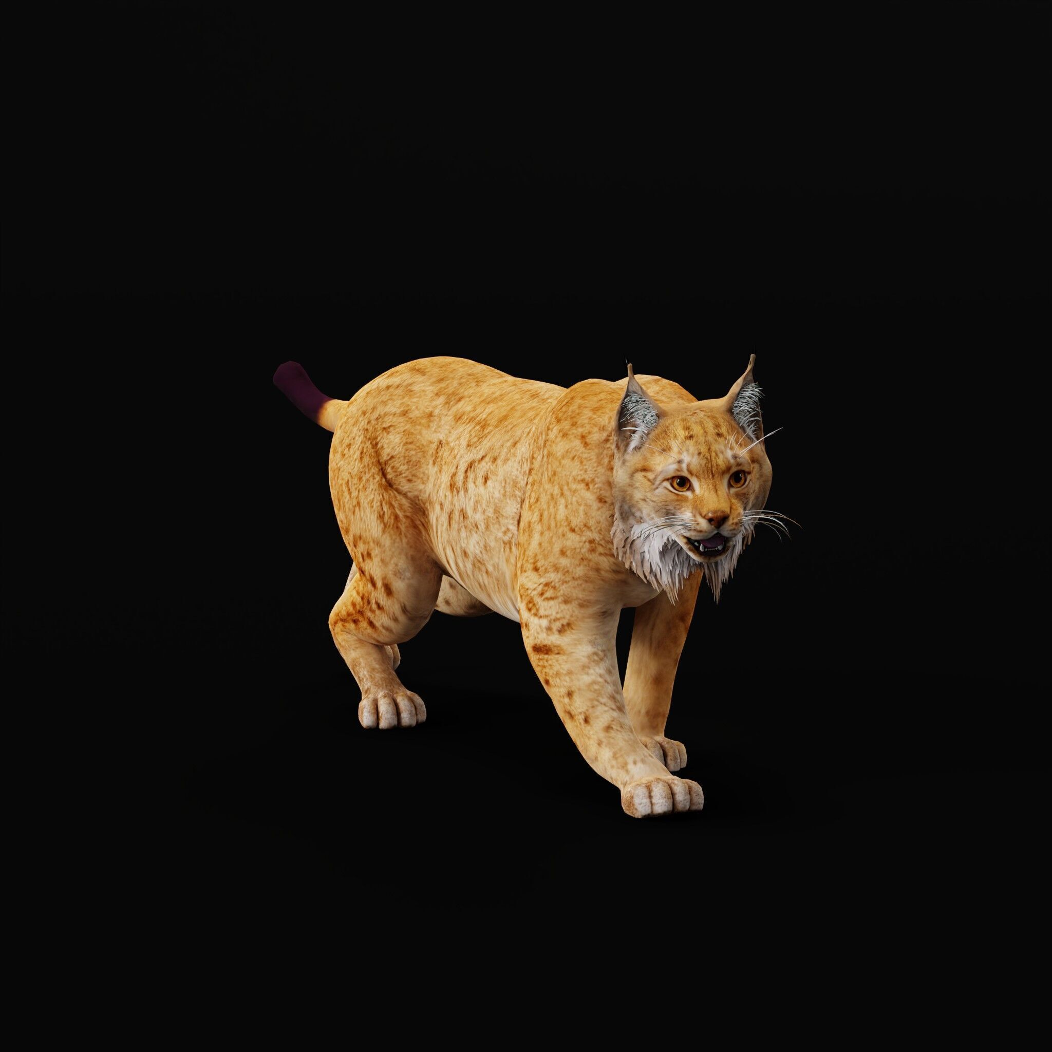 Carpathian Lynx Low-poly 3D model_52