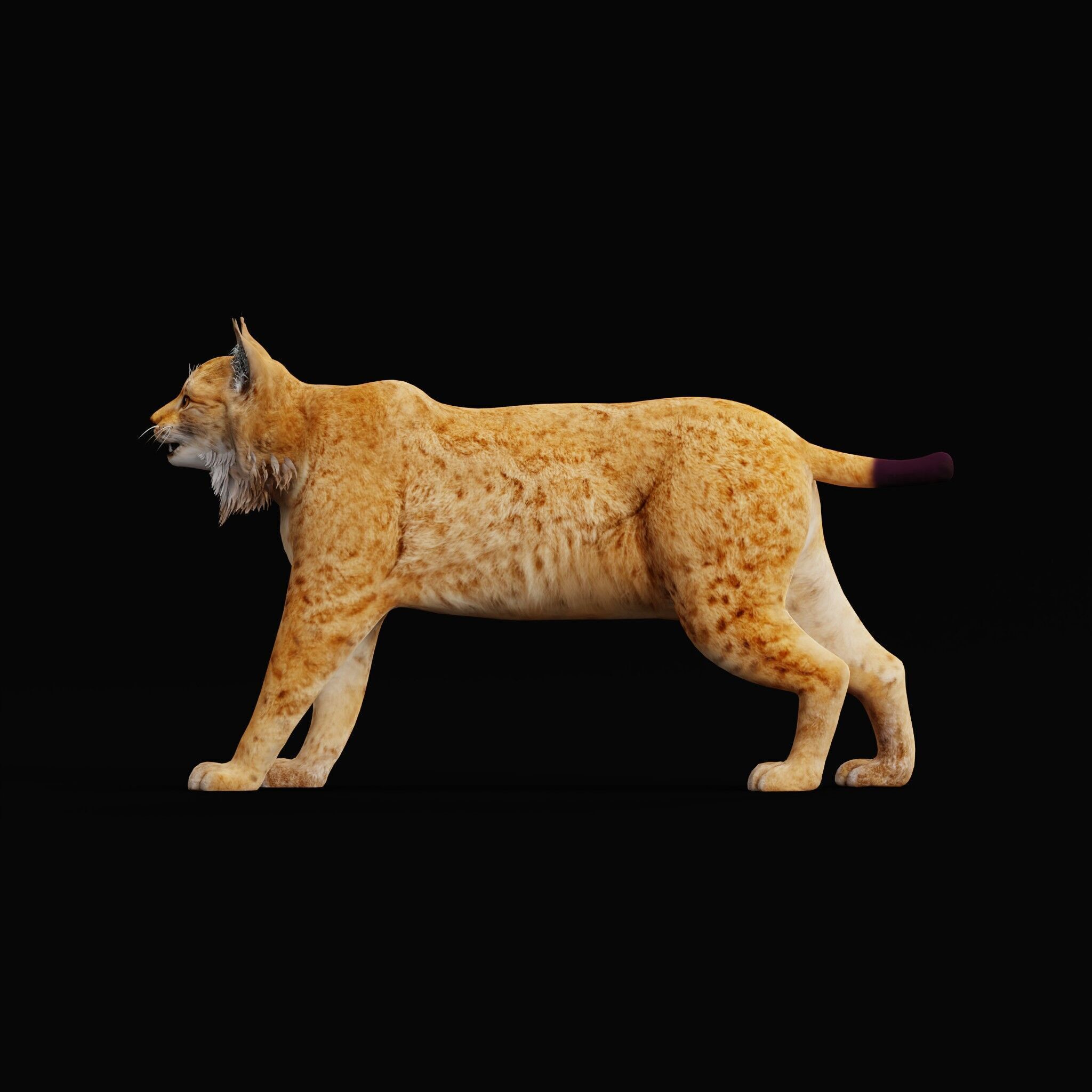 Carpathian Lynx Low-poly 3D model_56