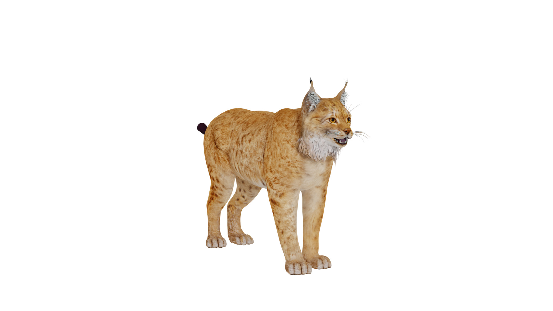 Carpathian Lynx Low-poly 3D model_48