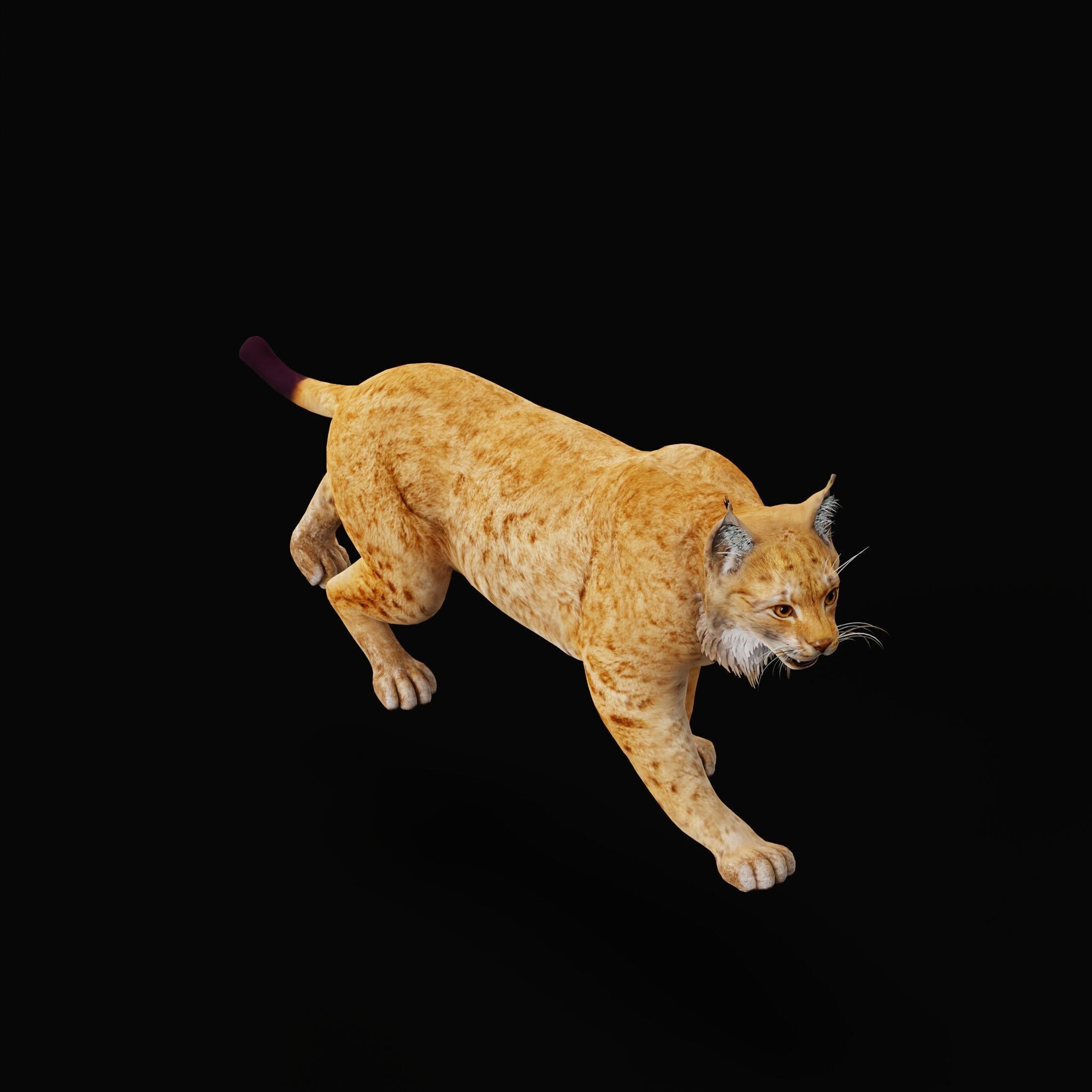 Carpathian Lynx Low-poly 3D model_63