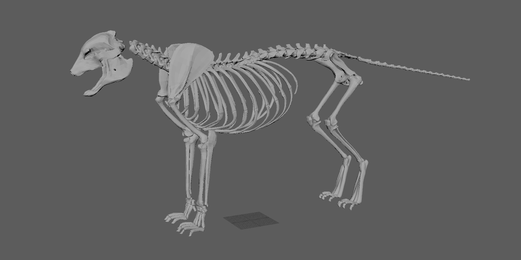 Tiger Low-poly 3D model_10