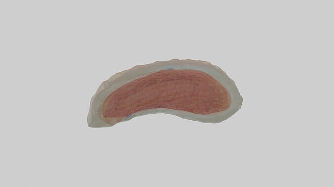 Cartilage Tissue Model elastic Low-poly 3D model