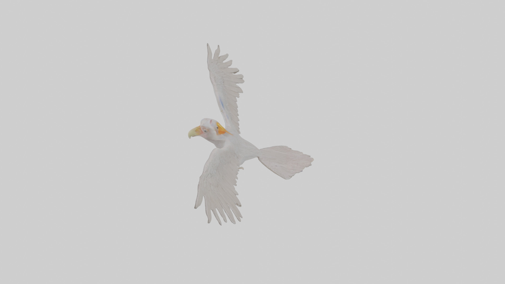 Cartoon Andean Condor Low-poly 3D model_28