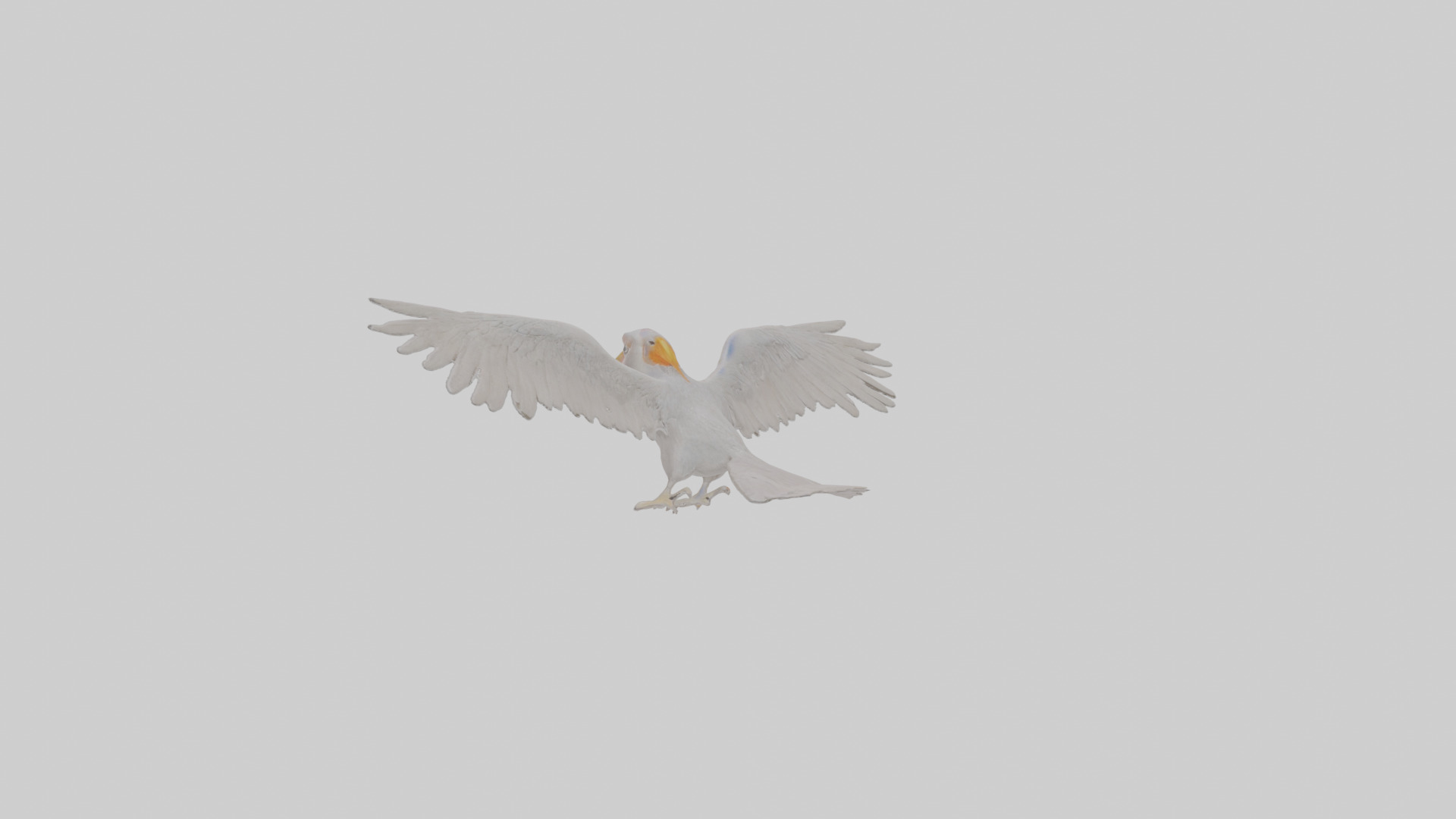 Cartoon Andean Condor Low-poly 3D model_19