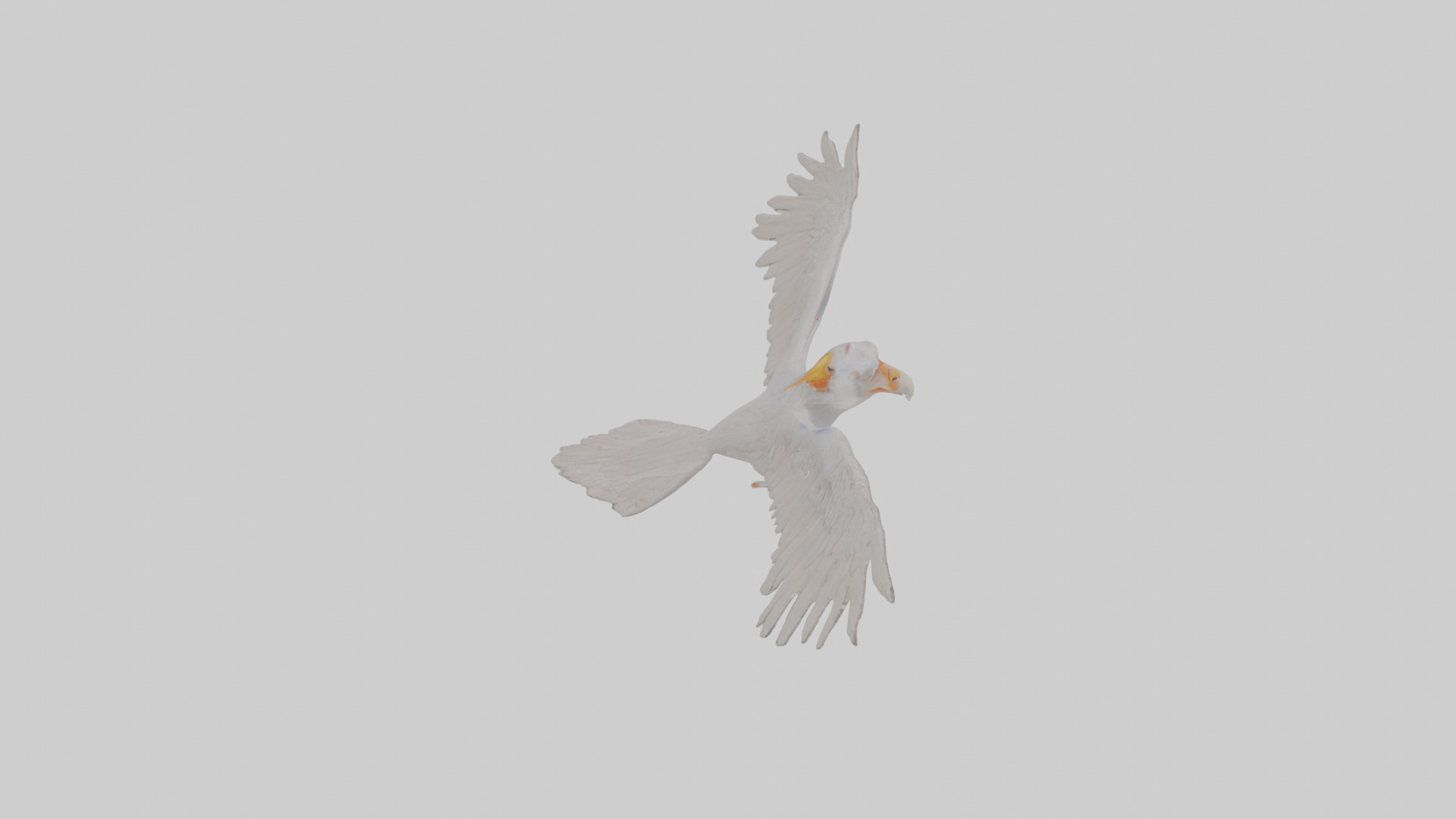 Cartoon Andean Condor Low-poly 3D model_27