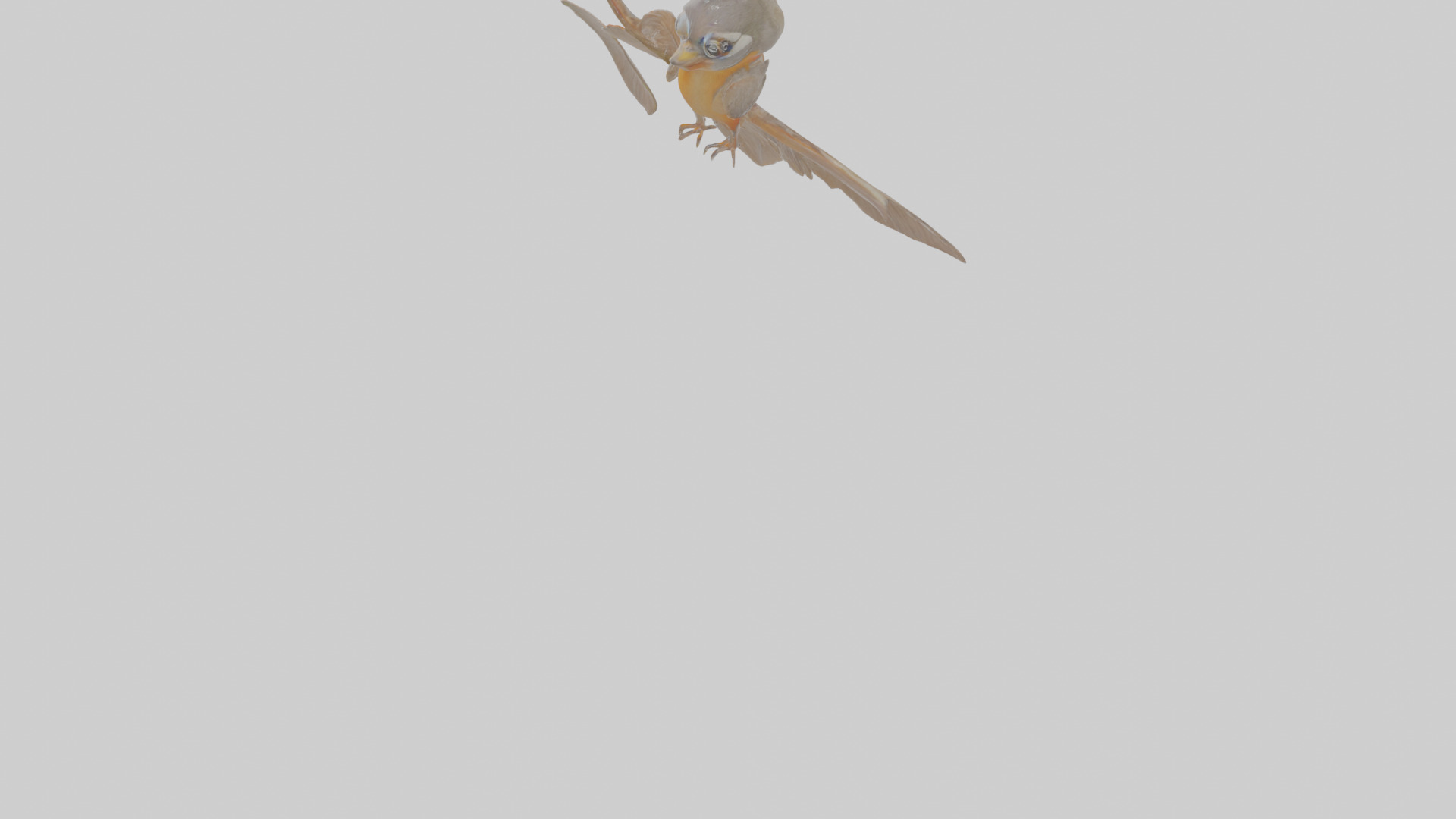 Cartoon Antpitta Low-poly 3D model_6