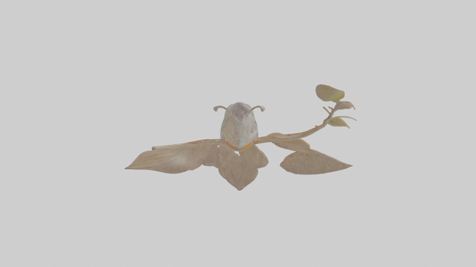 Cartoon Antpitta Low-poly 3D model_28