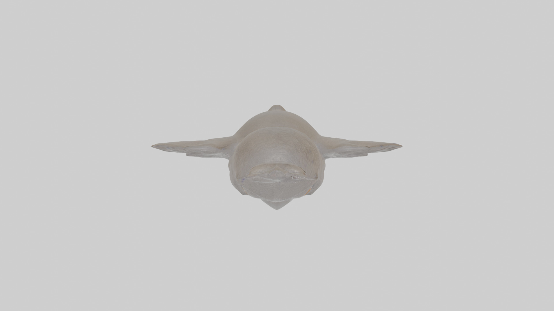 Cartoon Apostlebird Low-poly 3D model_21