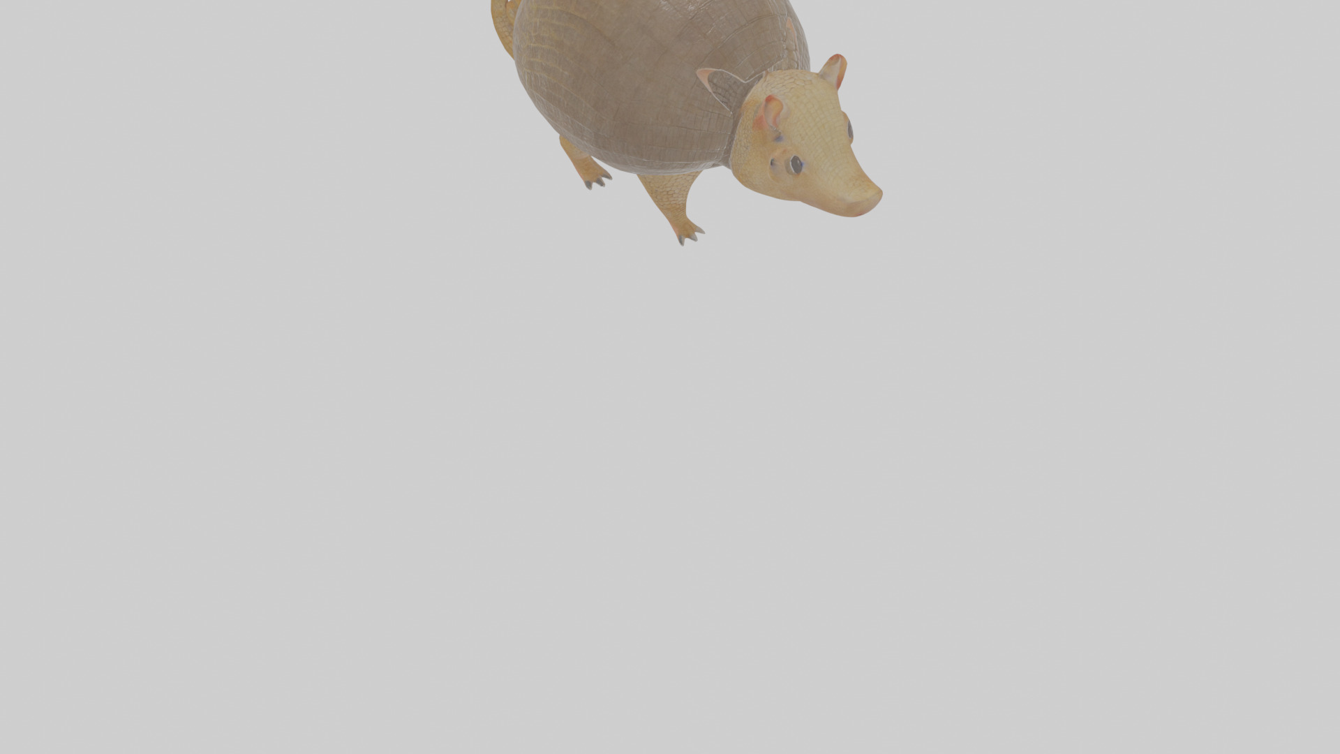 Cartoon Armadillo Low-poly 3D model_9