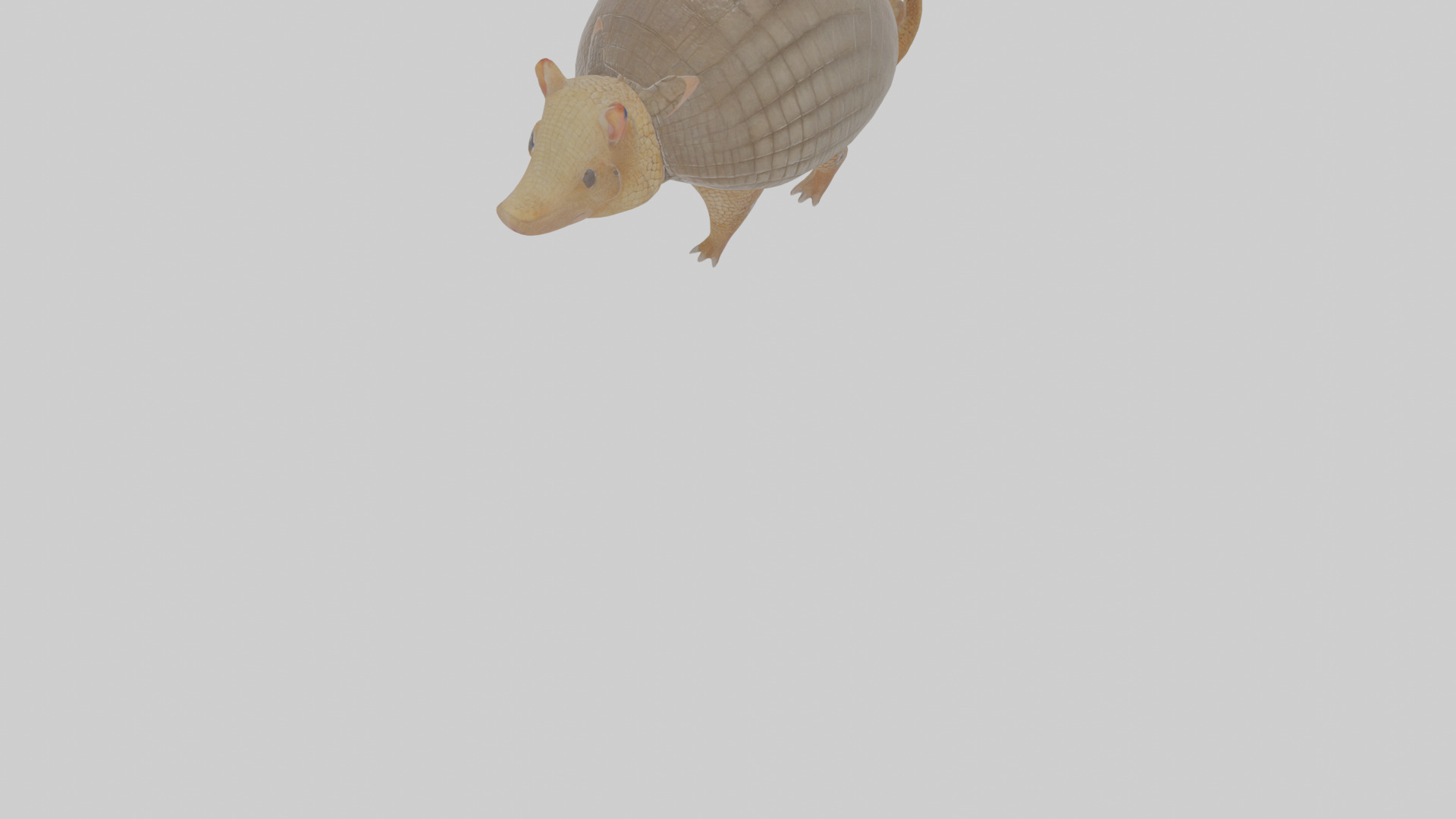 Cartoon Armadillo Low-poly 3D model_8