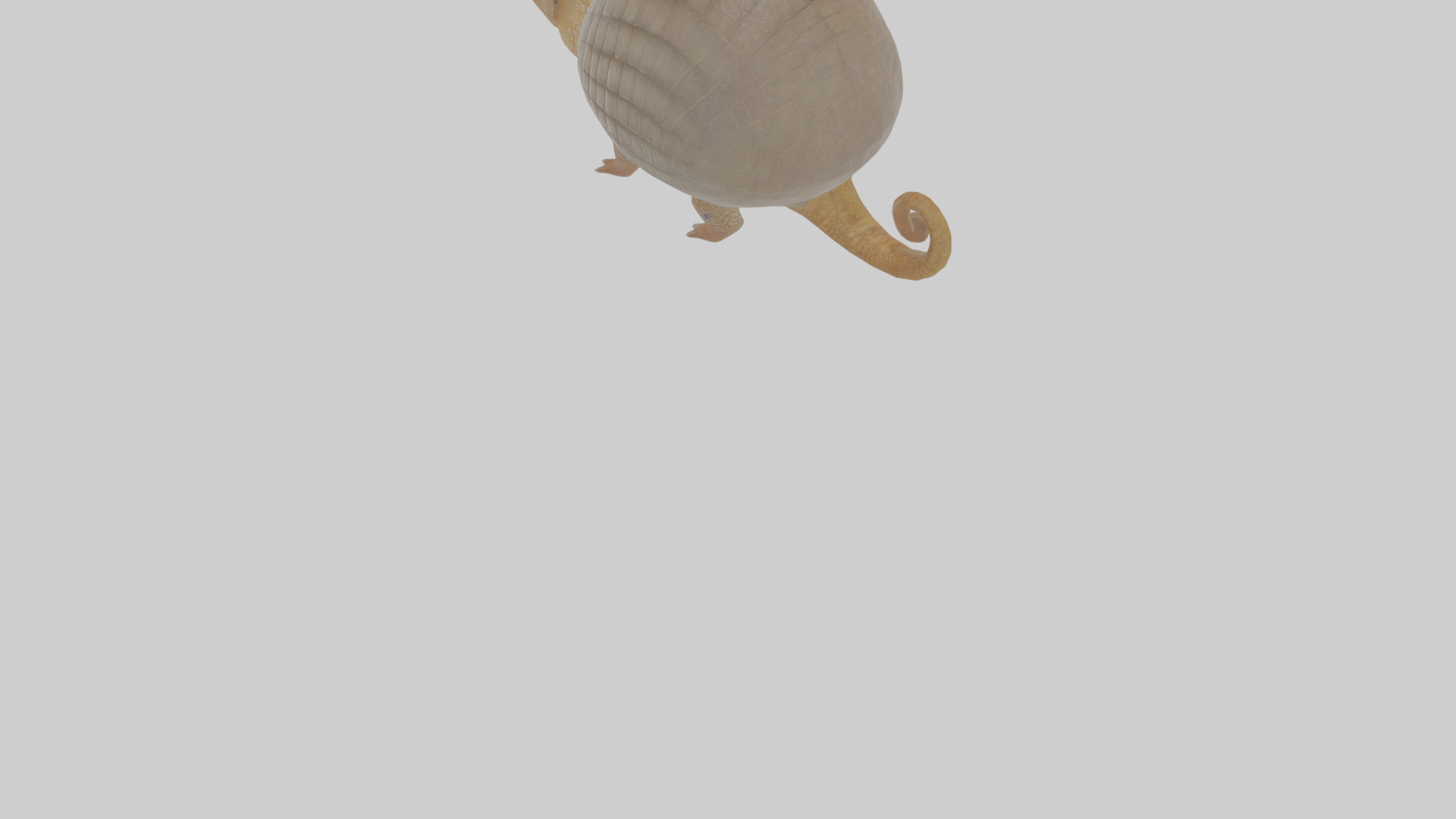Cartoon Armadillo Low-poly 3D model_5