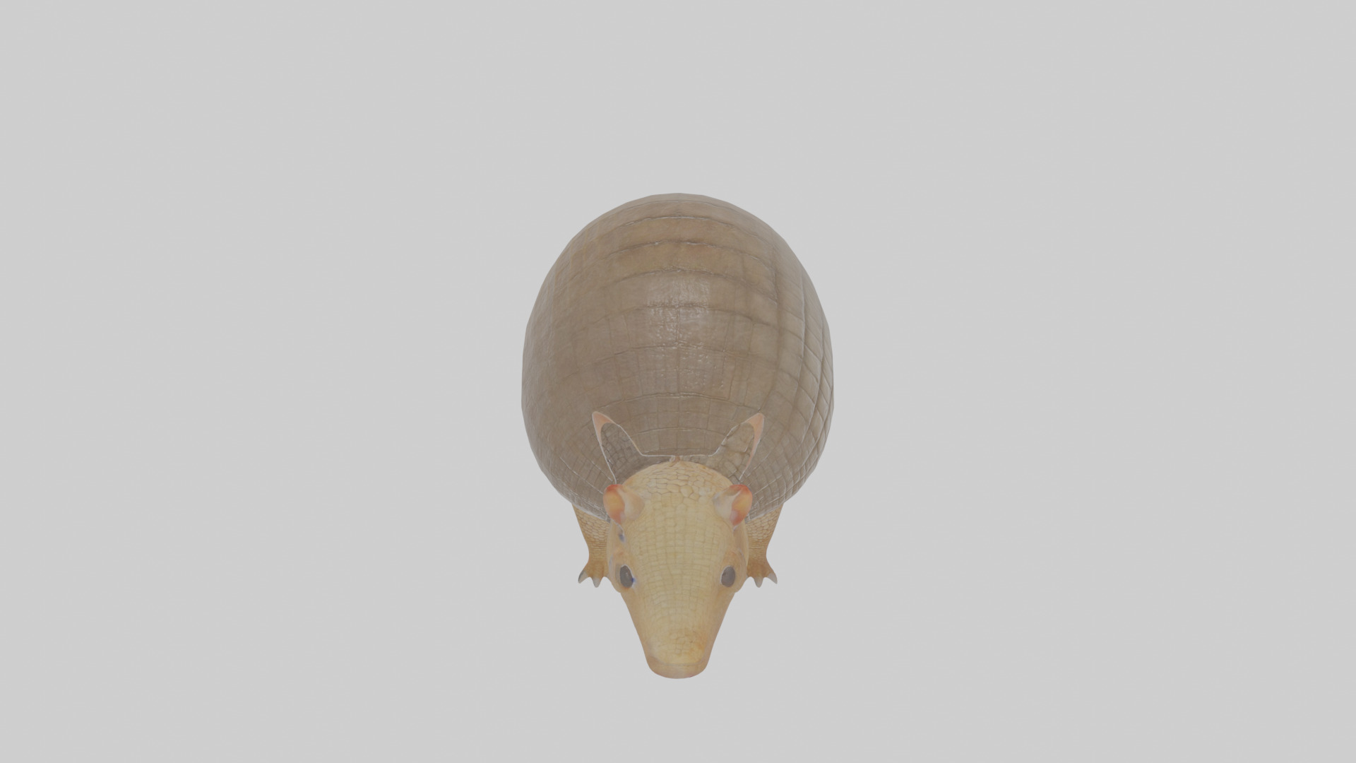 Cartoon Armadillo Low-poly 3D model_24