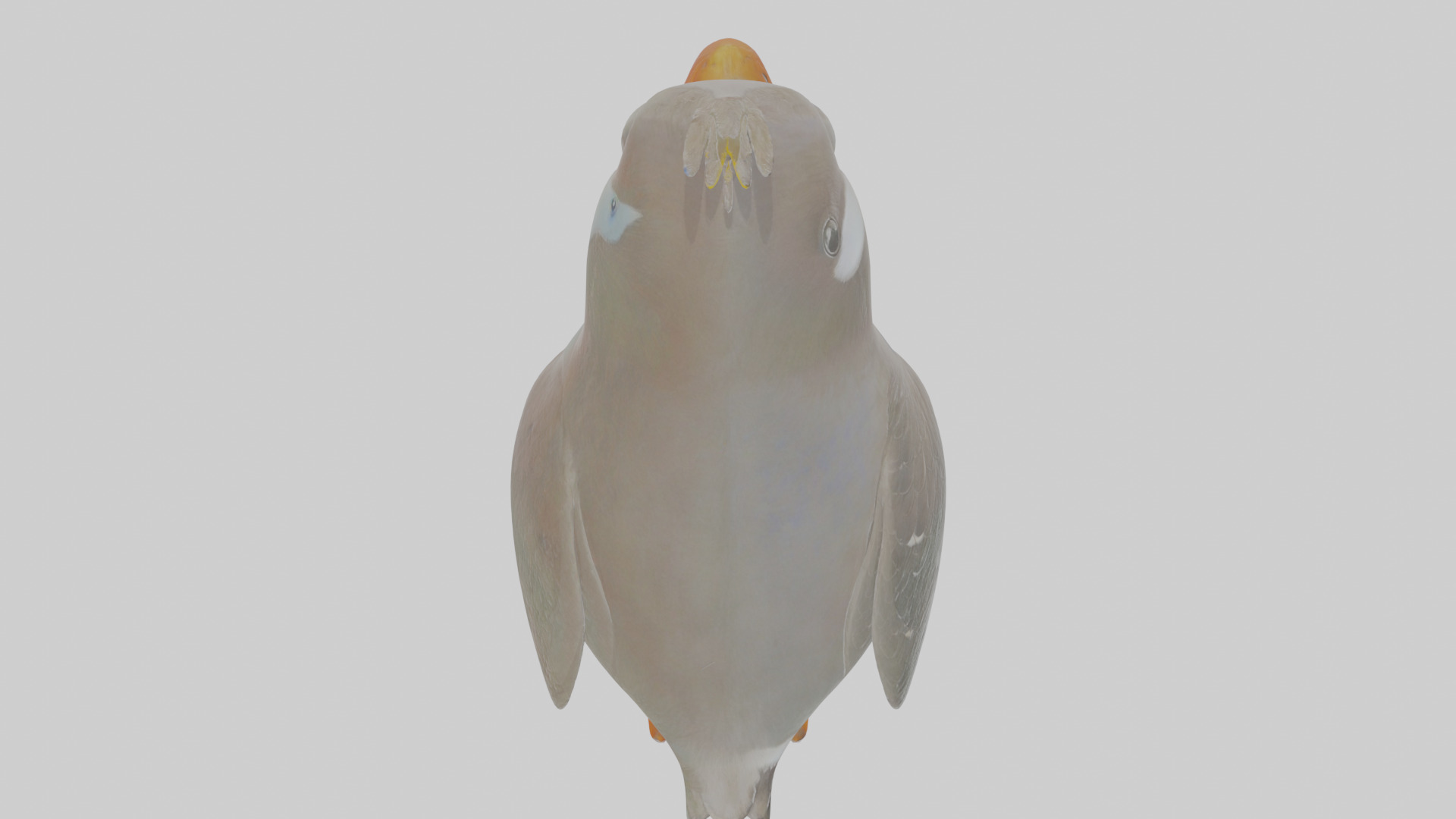 Cartoon Auk Low-poly 3D model_24