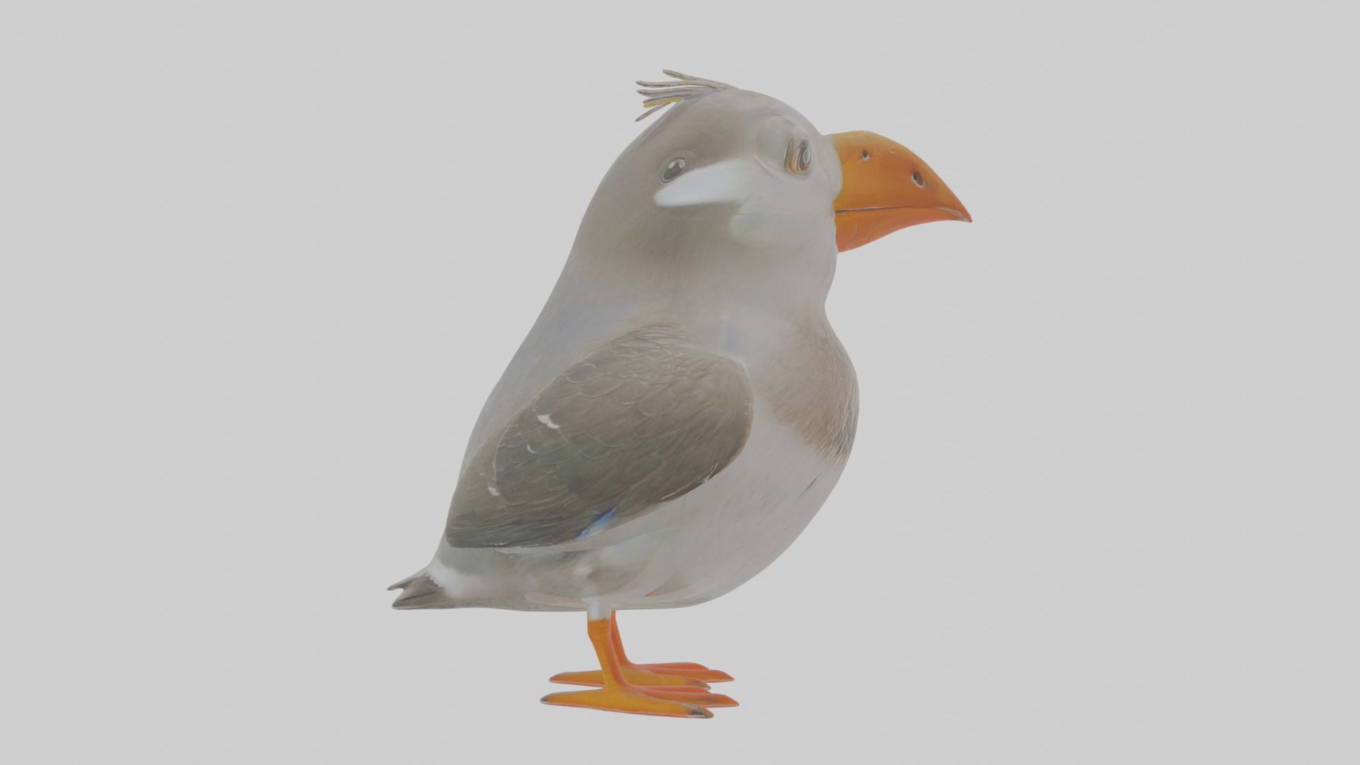 Cartoon Auk Low-poly 3D model_21