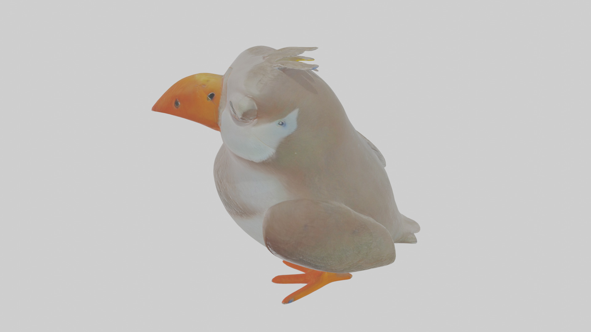 Cartoon Auk Low-poly 3D model_27