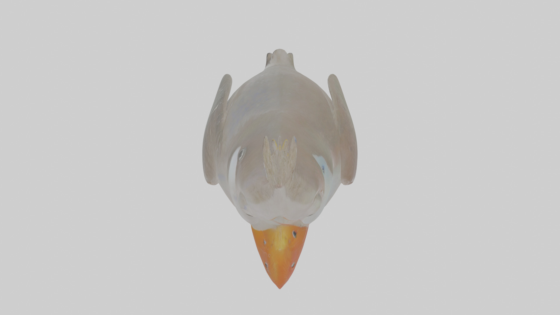 Cartoon Auk Low-poly 3D model_23