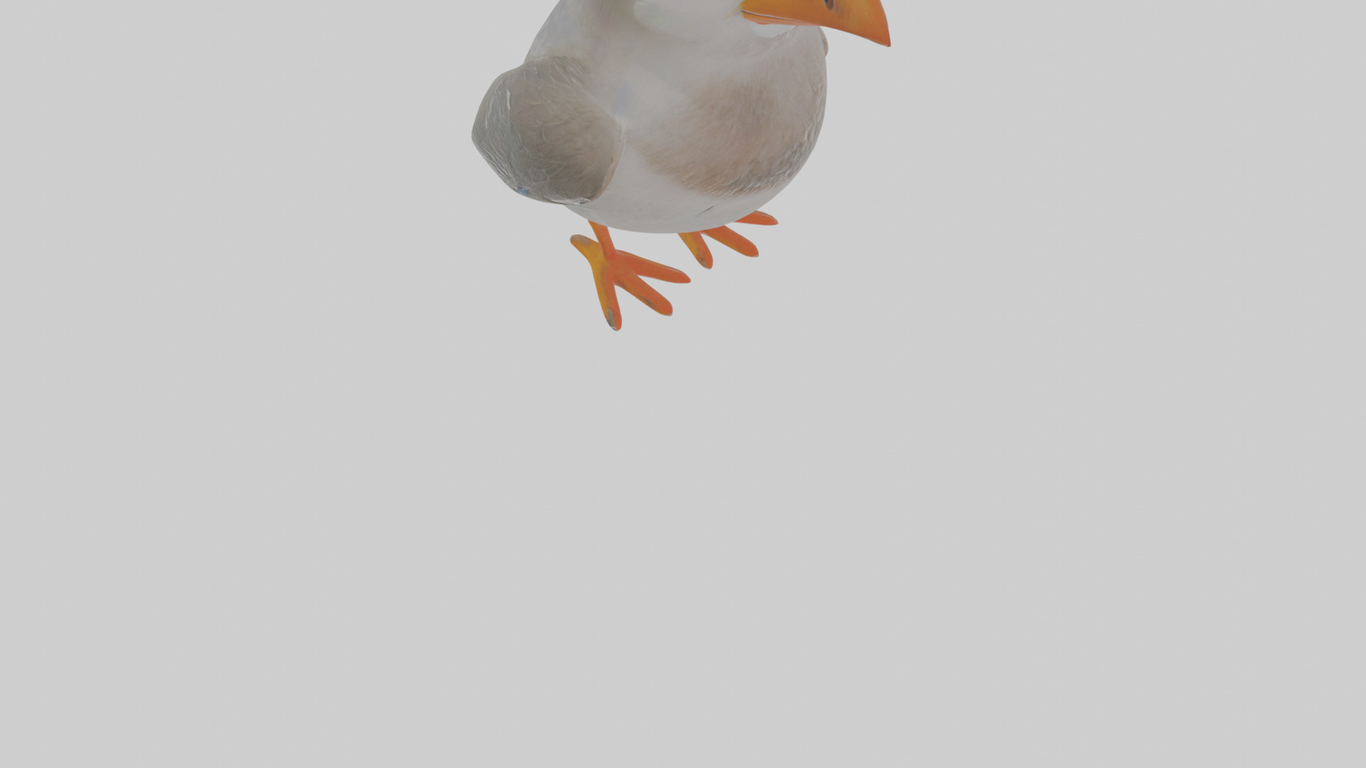 Cartoon Auk Low-poly 3D model_10