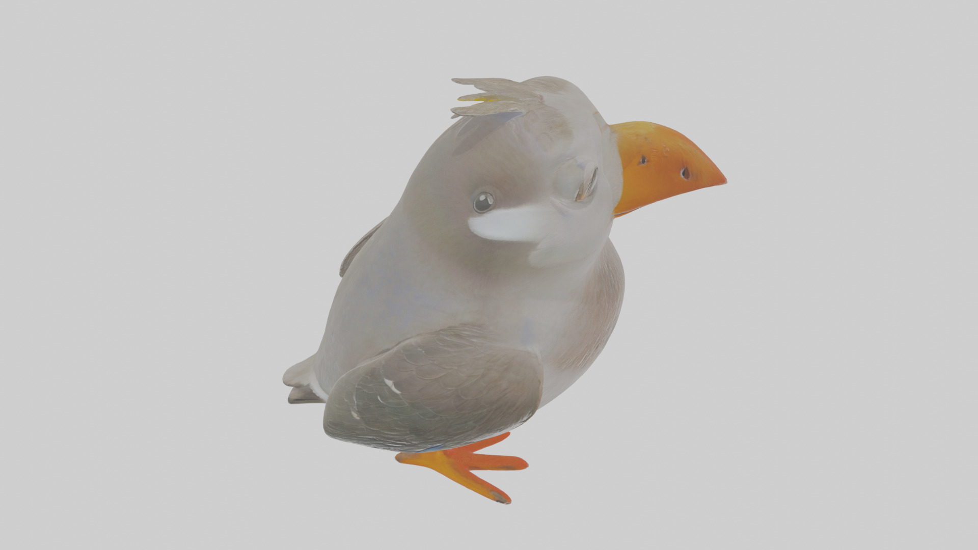 Cartoon Auk Low-poly 3D model_28