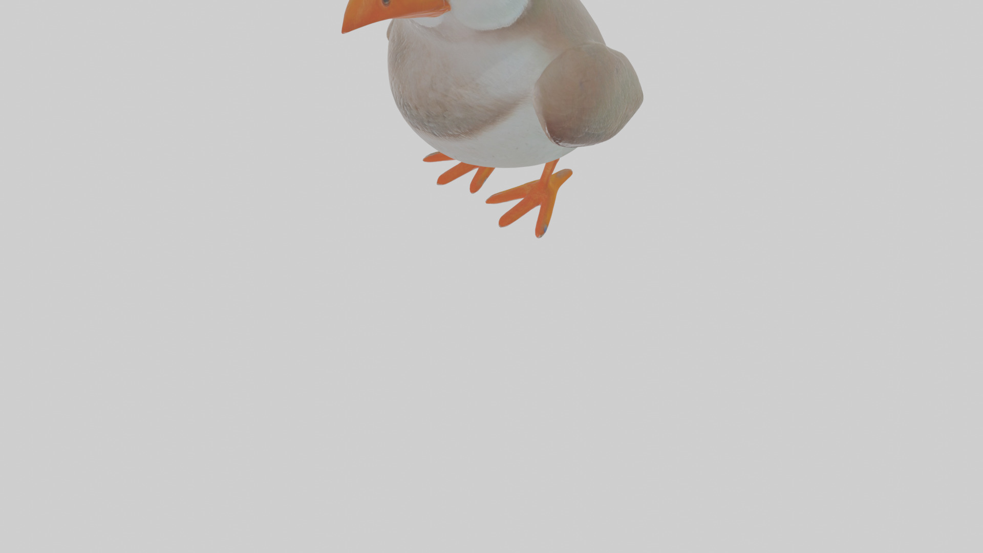 Cartoon Auk Low-poly 3D model_8