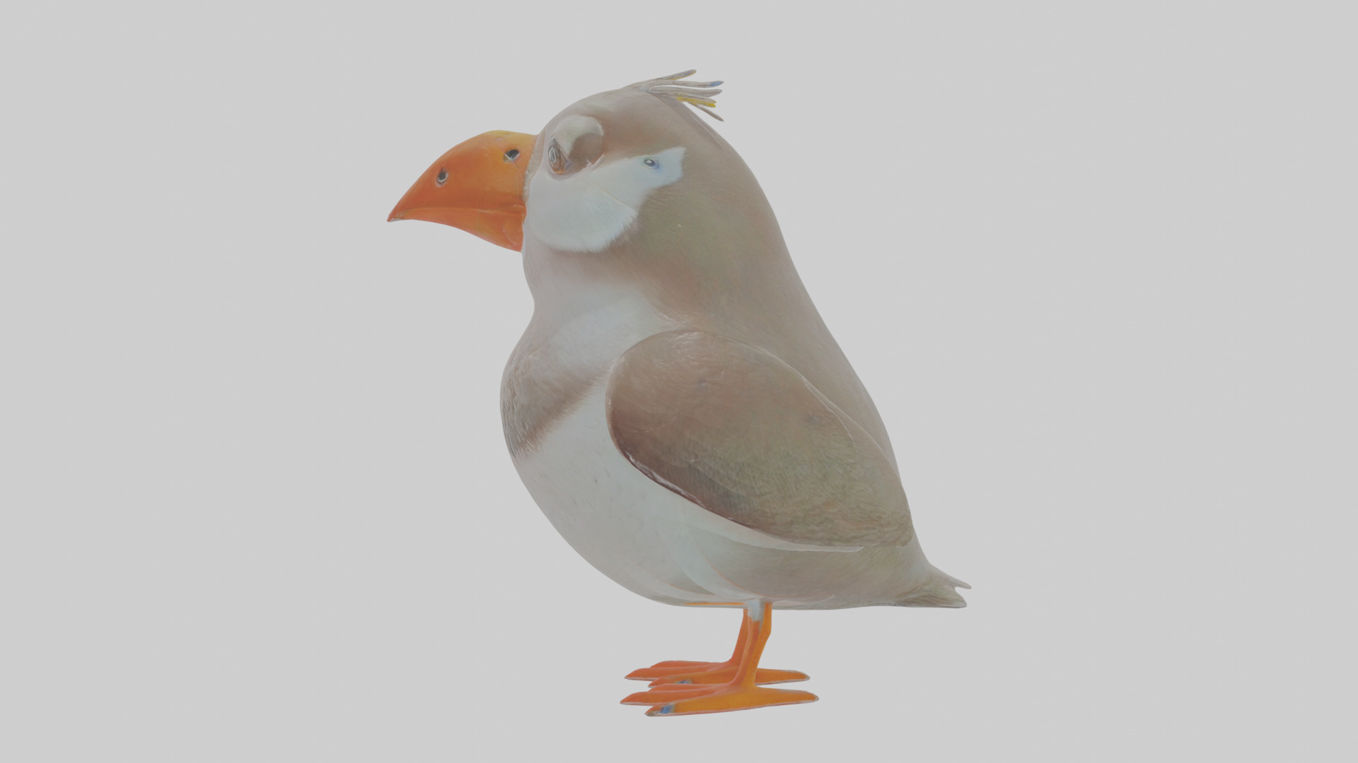 Cartoon Auk Low-poly 3D model_18