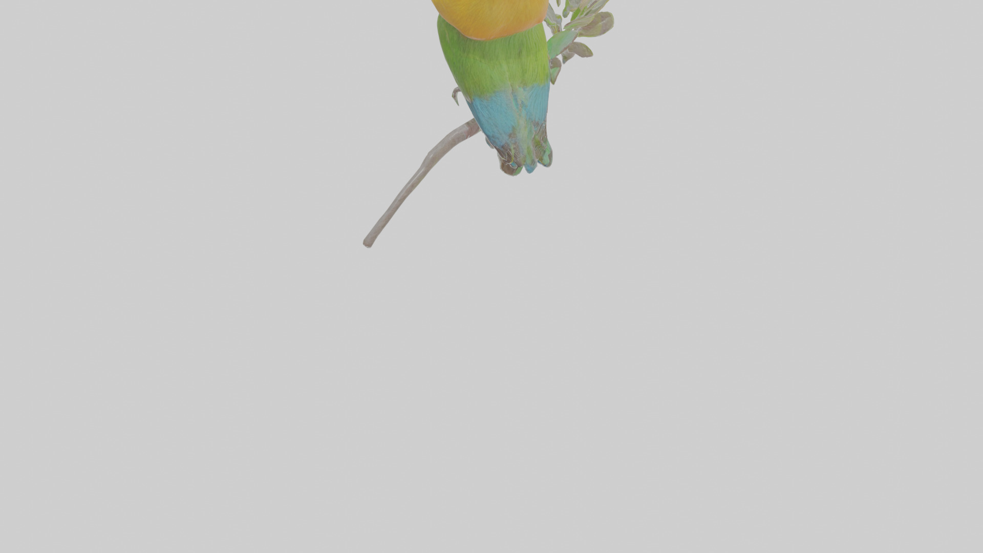 Cartoon Beeeater Low-poly 3D model_3