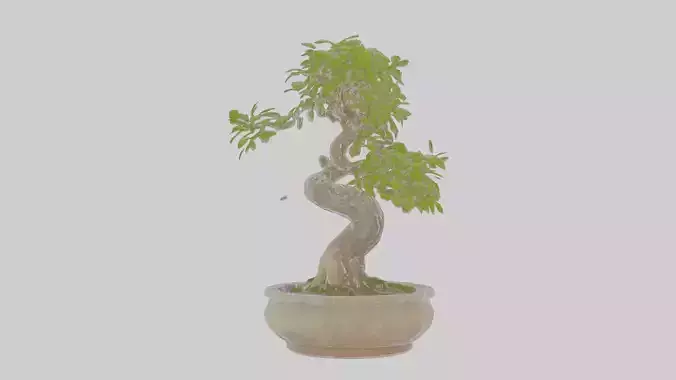 Cartoon Bonsai Tree