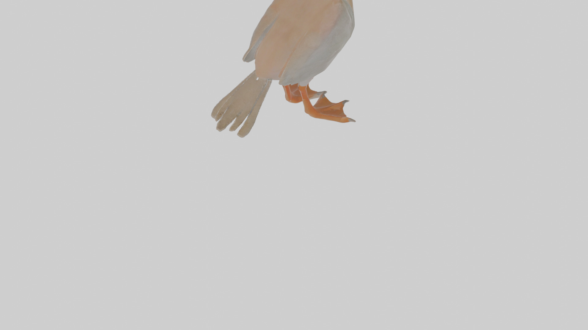 Cartoon Booby Low-poly 3D model_7