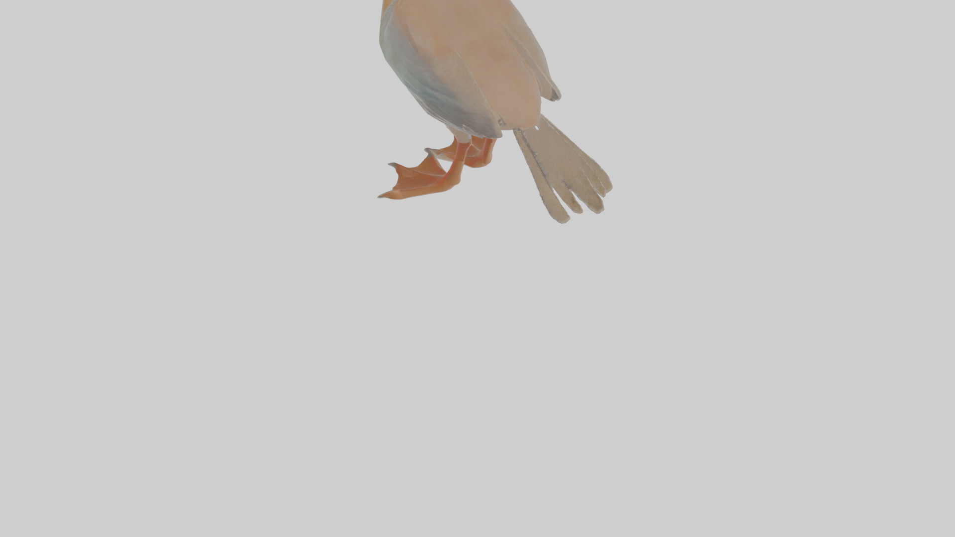 Cartoon Booby Low-poly 3D model_5