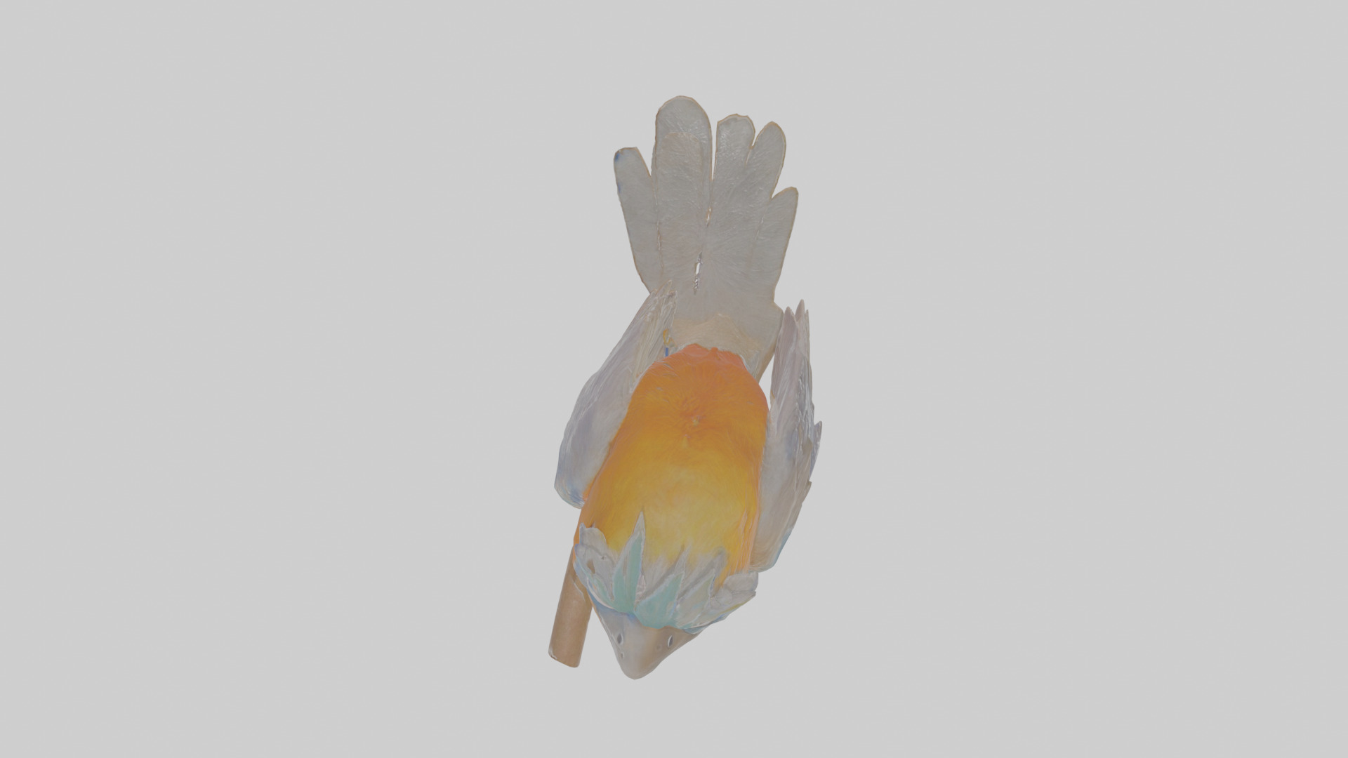 Cartoon Bristlebird Low-poly 3D model_20