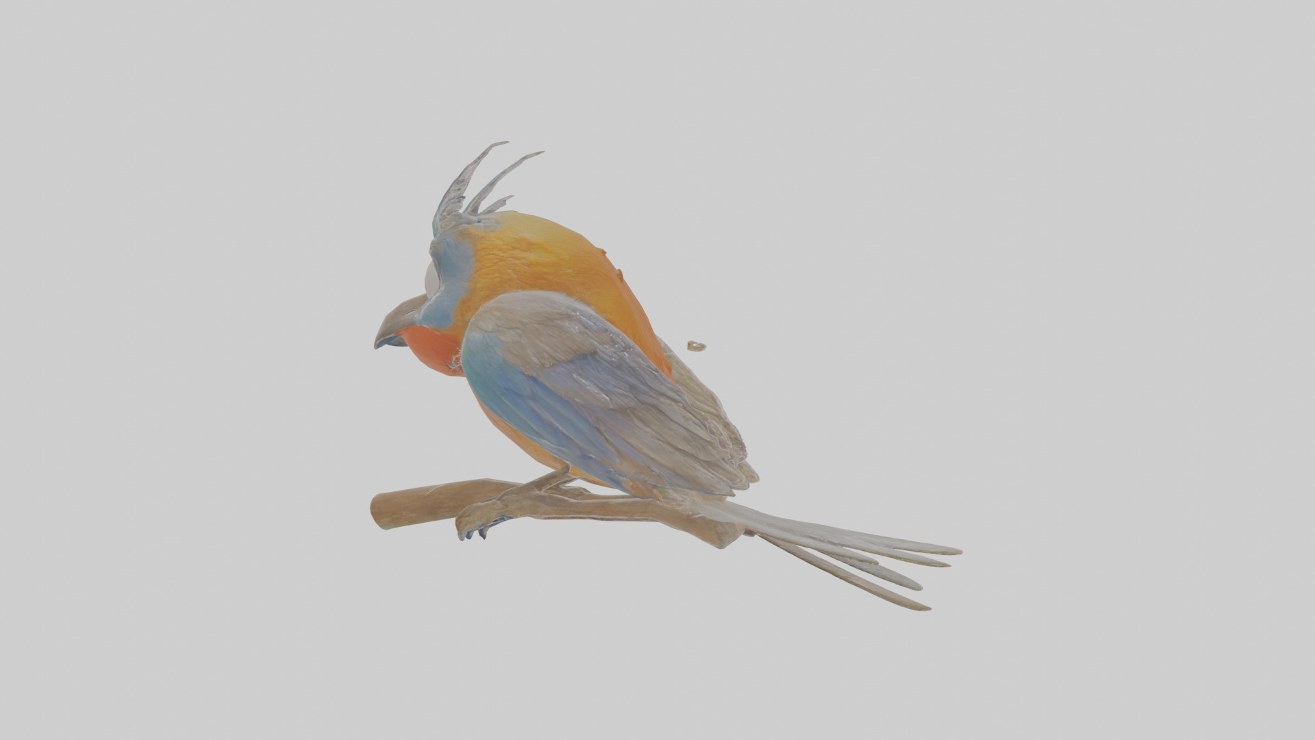 Cartoon Bristlebird Low-poly 3D model_17