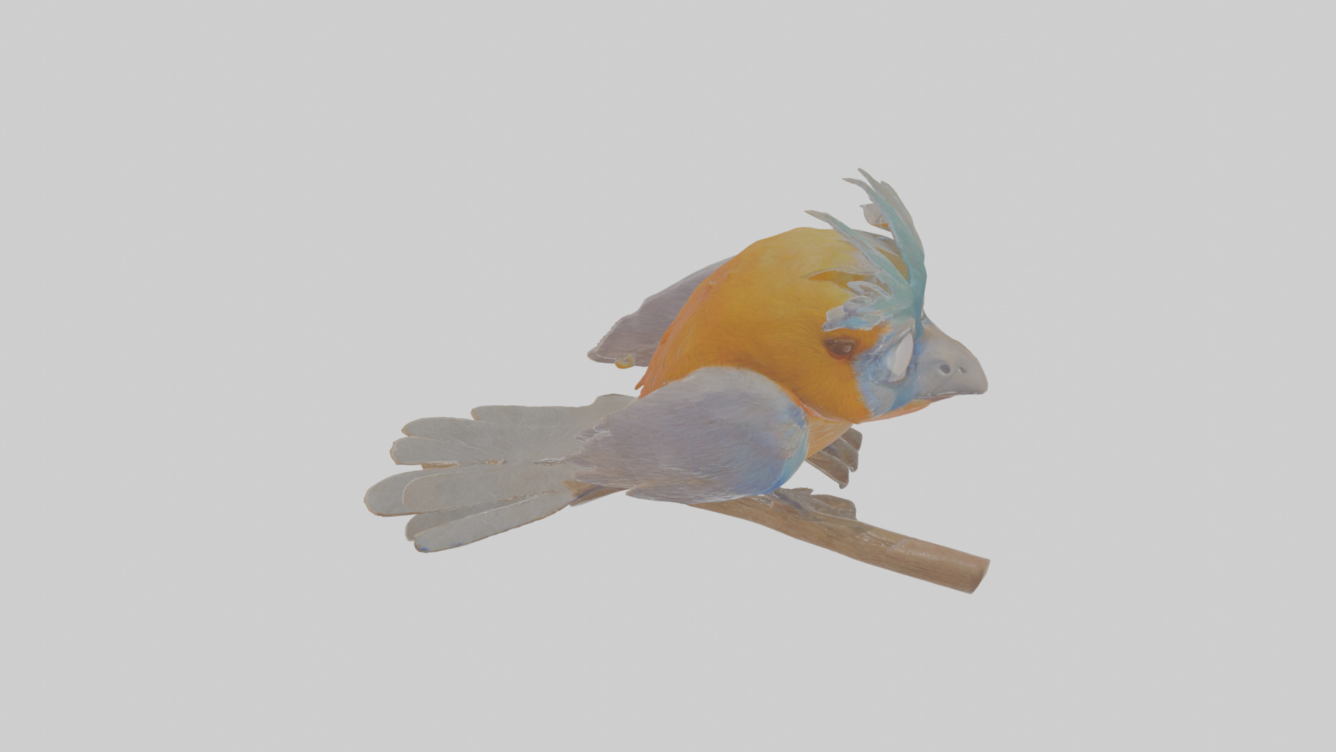 Cartoon Bristlebird Low-poly 3D model_28
