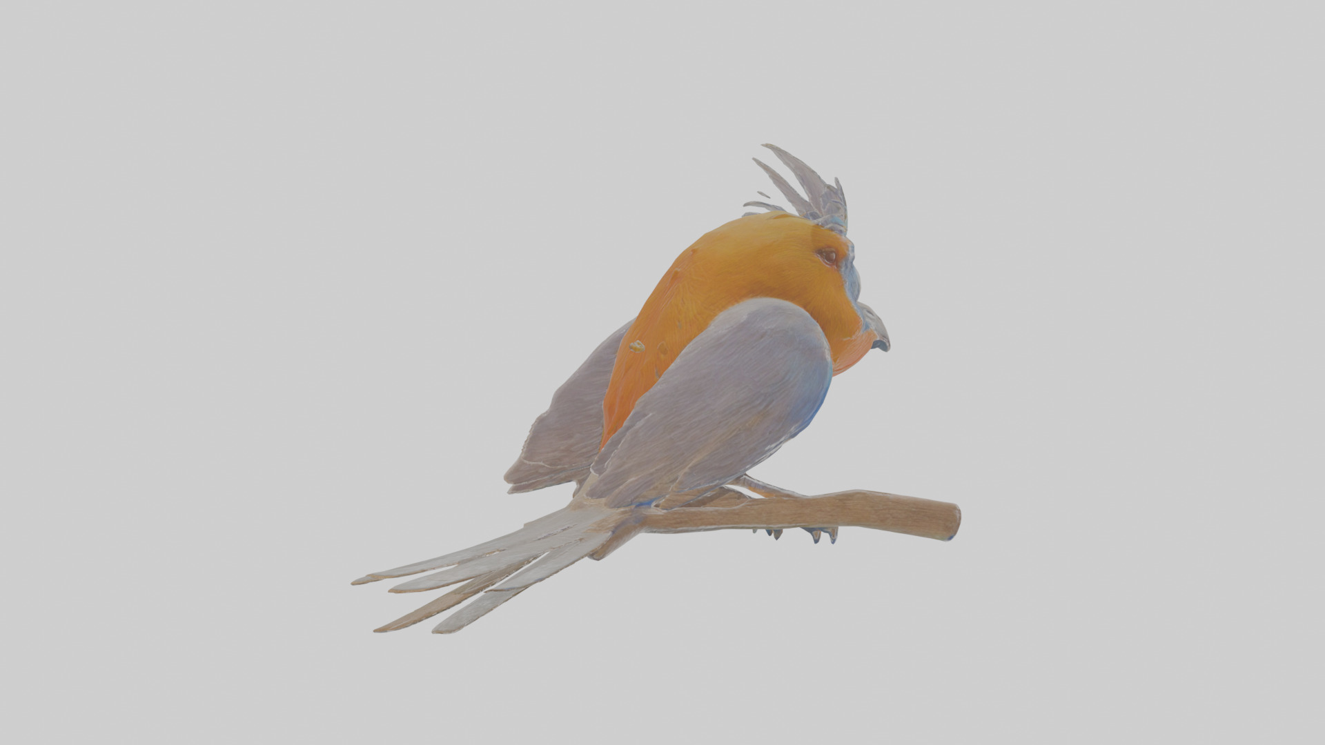 Cartoon Bristlebird Low-poly 3D model_4