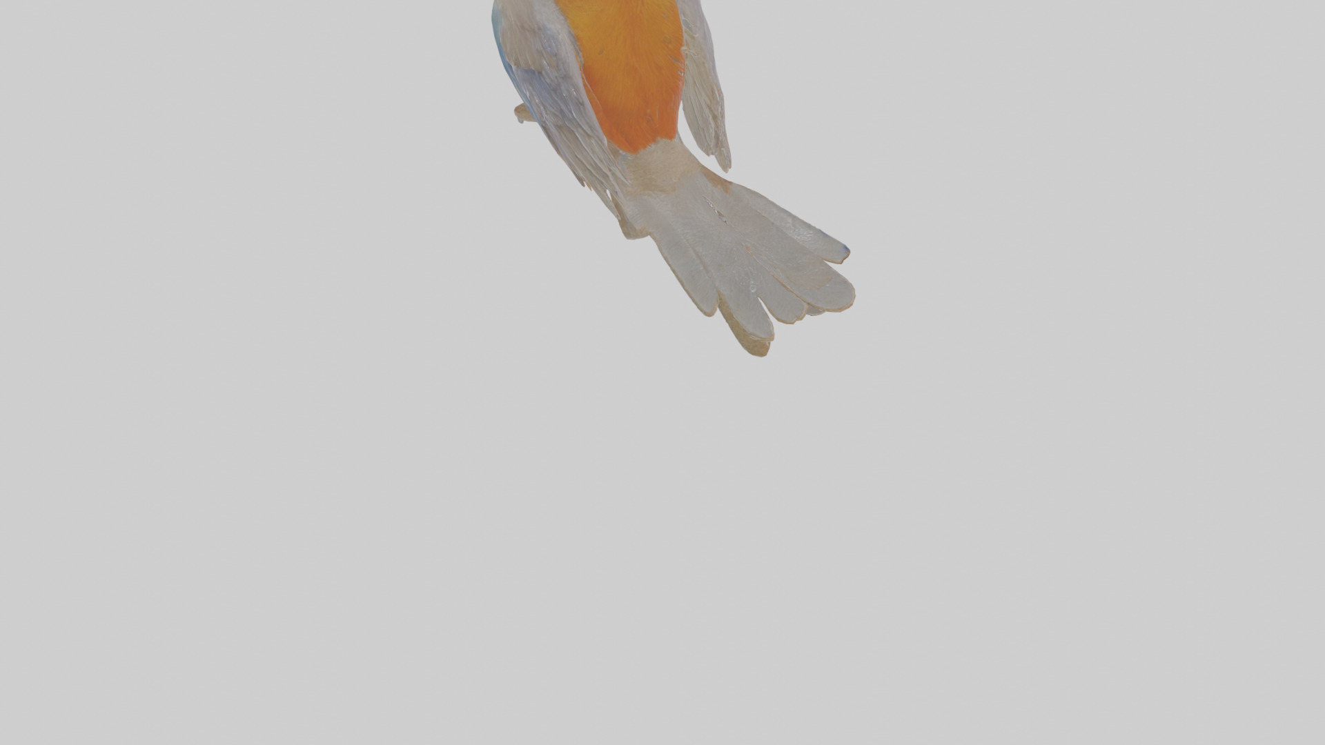 Cartoon Bristlebird Low-poly 3D model_5