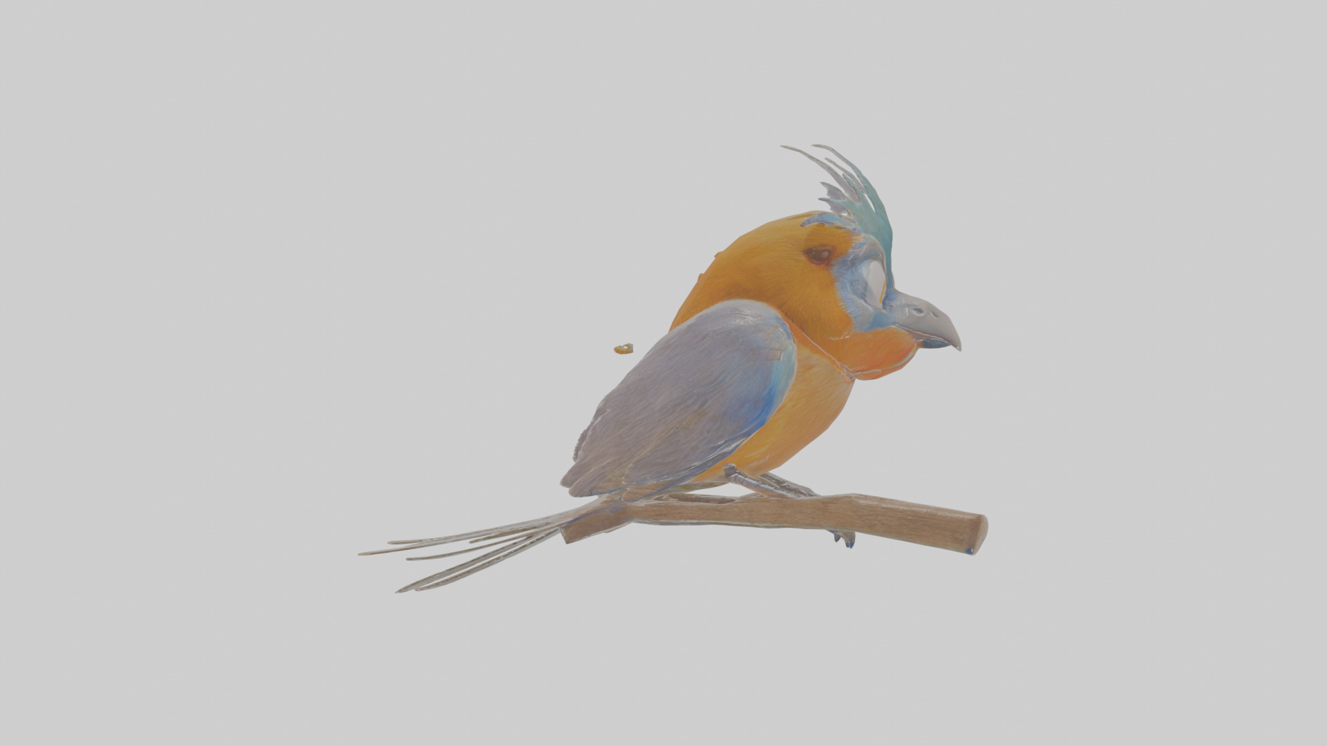 Cartoon Bristlebird Low-poly 3D model_19