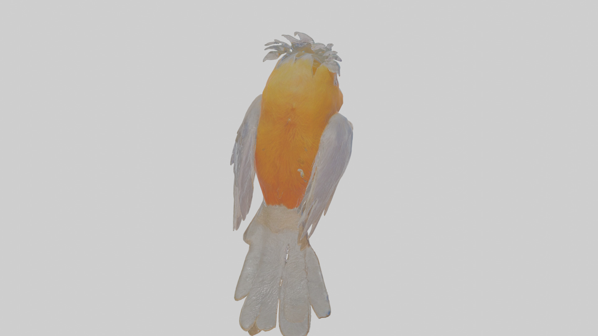 Cartoon Bristlebird Low-poly 3D model_22