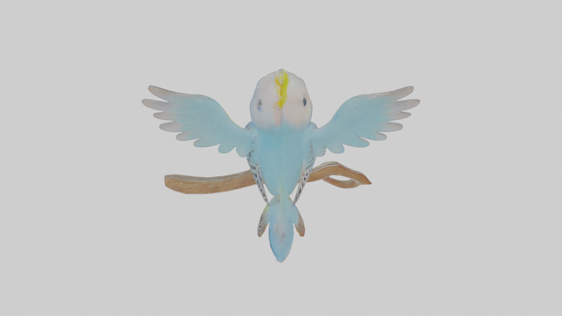 Cartoon Budgerigar Low-poly 3D model_24