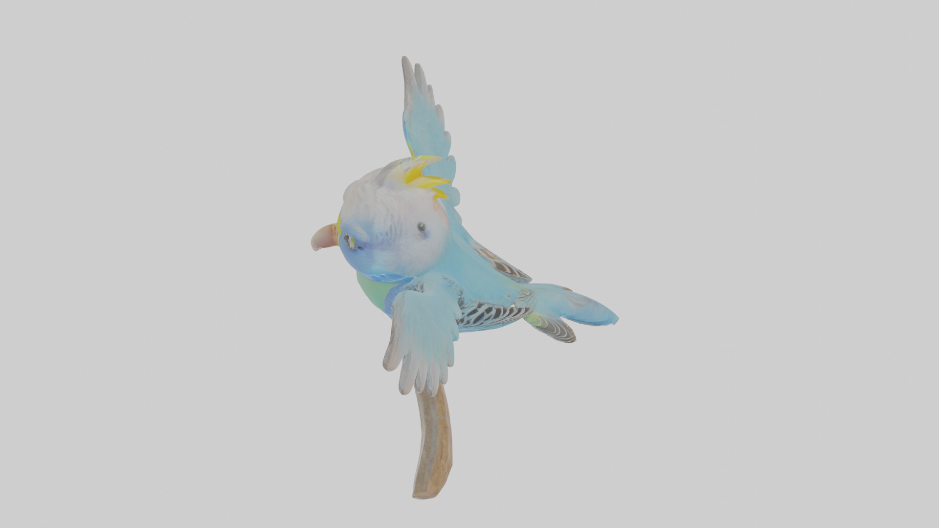 Cartoon Budgerigar Low-poly 3D model_26
