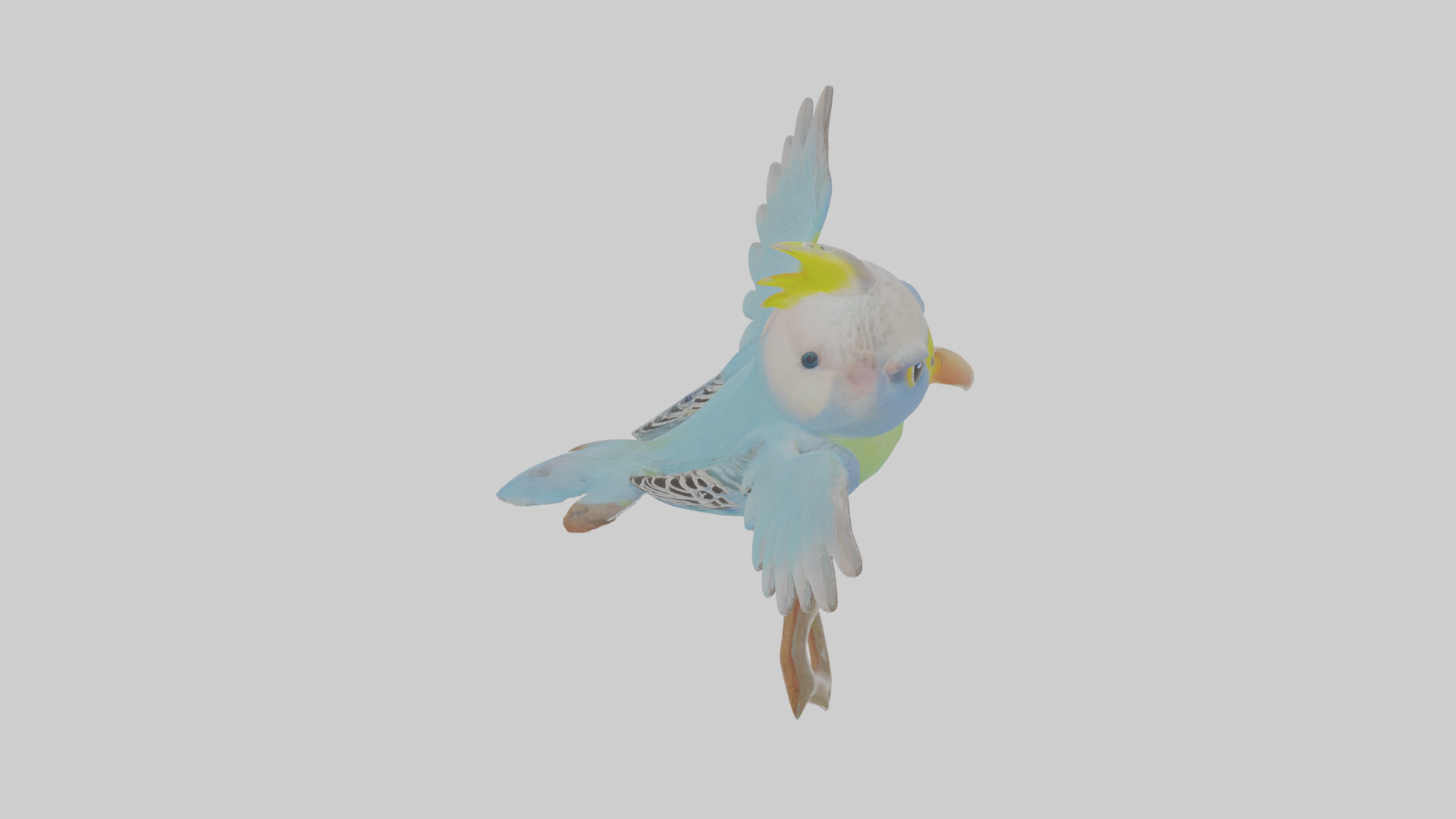 Cartoon Budgerigar Low-poly 3D model_28