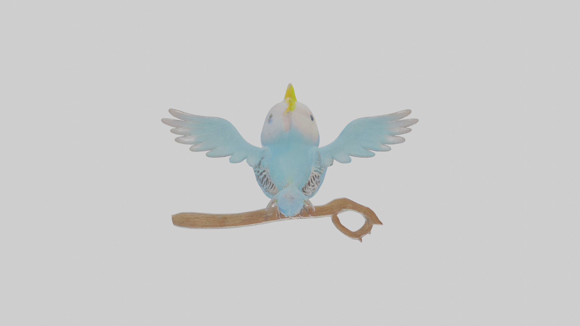 Cartoon Budgerigar Low-poly 3D model_1